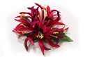 Mauve Small Spider Lily Hair Clip 4.5&quot;