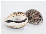 Tiger Cowry Shell