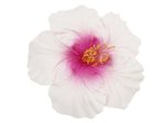 White & Pink Jumbo Hibiscus Hair Clip 6.5"
