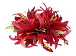 Mauve Large Spider Lily Hair Clip 6"