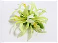 Green Extra Small Spider Lily Hair Clip 3.75&quot;