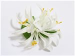 White Extra Small Spider Lily Hair Clip 3.75"