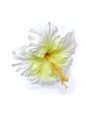 White Jumbo Hibiscus Hair Stem 6.5&quot;