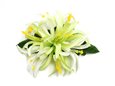 Green &amp; White Small Spider Lily Hair Clip 4.5&quot;
