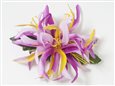 Gradation Lavender Small Spider Lily Hair Clip 4.5&quot;