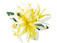 LemonYellow &amp; White Small Spider Lily Hair Clip 4.5&quot;