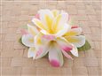 Yellow/Pink Small Plumeria Hair Clip 4&quot;