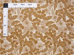 Hibiscus & Banana Leaves Brown Poly Cotton NLX-21115