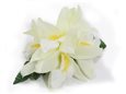 (With 5 Flowers) White Small Vanda Orchid Hair Clip 4&quot;