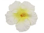 White & Yellow Jumbo Hibiscus Hair Clip 6.5"