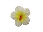 White & Yellow Medium Hibiscus Hair Clip 3.5"