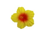 Yellow & Orange Medium Hibiscus Hair Clip 3.5"