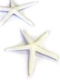 Starfish Ornament Medium Set of 2