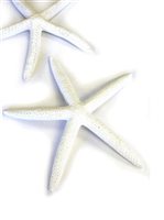 Starfish Ornament Large