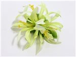 Green Extra Small Spider Lily Hair Clip 3.75"