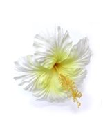 White Jumbo Hibiscus Hair Stem 6.5"