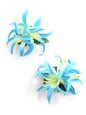 Sky Spider Lily Keiki Hair Clip 2.75&quot; 2Piece Set