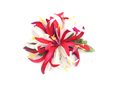 Mauve &amp; White Small Spider Lily Hair Clip 4.5&quot;