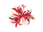 Mauve & White Small Spider Lily Hair Clip 4.5"