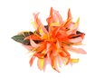 Gradation Orange Small Spider Lily Hair Clip 4.5&quot;