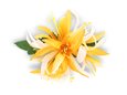 Saffron Yellow &amp; White Small Spider Lily Hair Clip 4.5&quot;