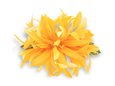 Saffron Yellow Large Spider Lily Hair Clip 6&quot;
