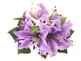 Purple Tiger Lily with Spider Lily Hair Clip 7&quot;x5.5&quot;