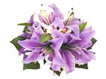 Purple Tiger Lily with Spider Lily Hair Clip 7"x5.5"