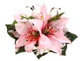 Pink Tiger Lily with Spider Lily Hair Clip 7&quot;x5.5&quot;