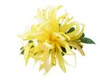 Lemon Yellow Small Spider Lily Hair Clip 4.5&quot;