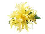 Lemon Yellow Small Spider Lily Hair Clip 4.5"