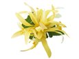 Lemon Yellow Extra Small Spider Lily Hair Clip 3.75&quot;