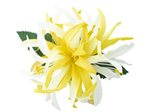 LemonYellow & White Small Spider Lily Hair Clip 4.5"