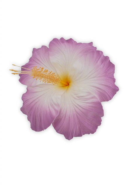 ハイビスカス ヘアクリップ 約16.5cm [ライトパープル