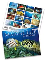 Island Heritage MARINE LIFE OF HAWAI'I 2024 Trade Calendar