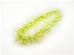 Green Spider Lily Lei